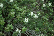 labrador tea(Ledum groenlandicum)

